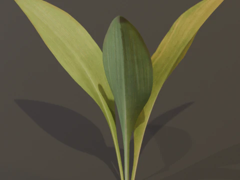 The Haran Bush 3D Model