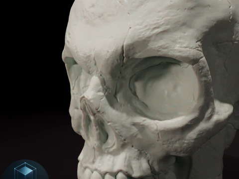 Skull 3D Printable Model 3D Model