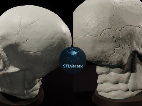 Skull 3D Printable Model 3D Model