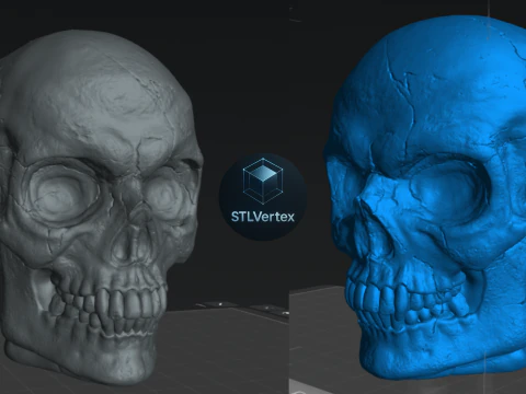 Skull 3D Printable Model 3D Model