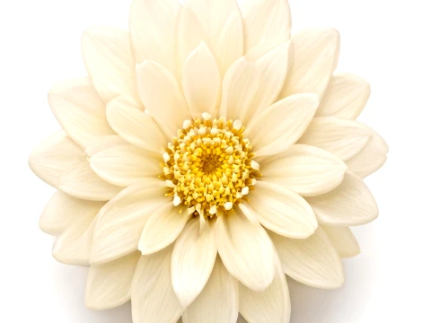 Elegant Calendula Blossom 3D 프린트 모델