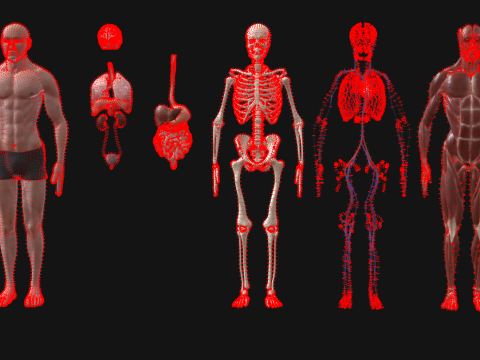 Animated Full Human Body Anatomy Modello 3D