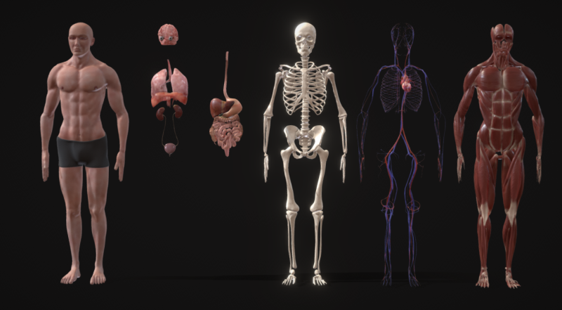 Animated Full Human Body Anatomy Modello 3D .c4d .max .obj .3ds .fbx .stl .blend 
