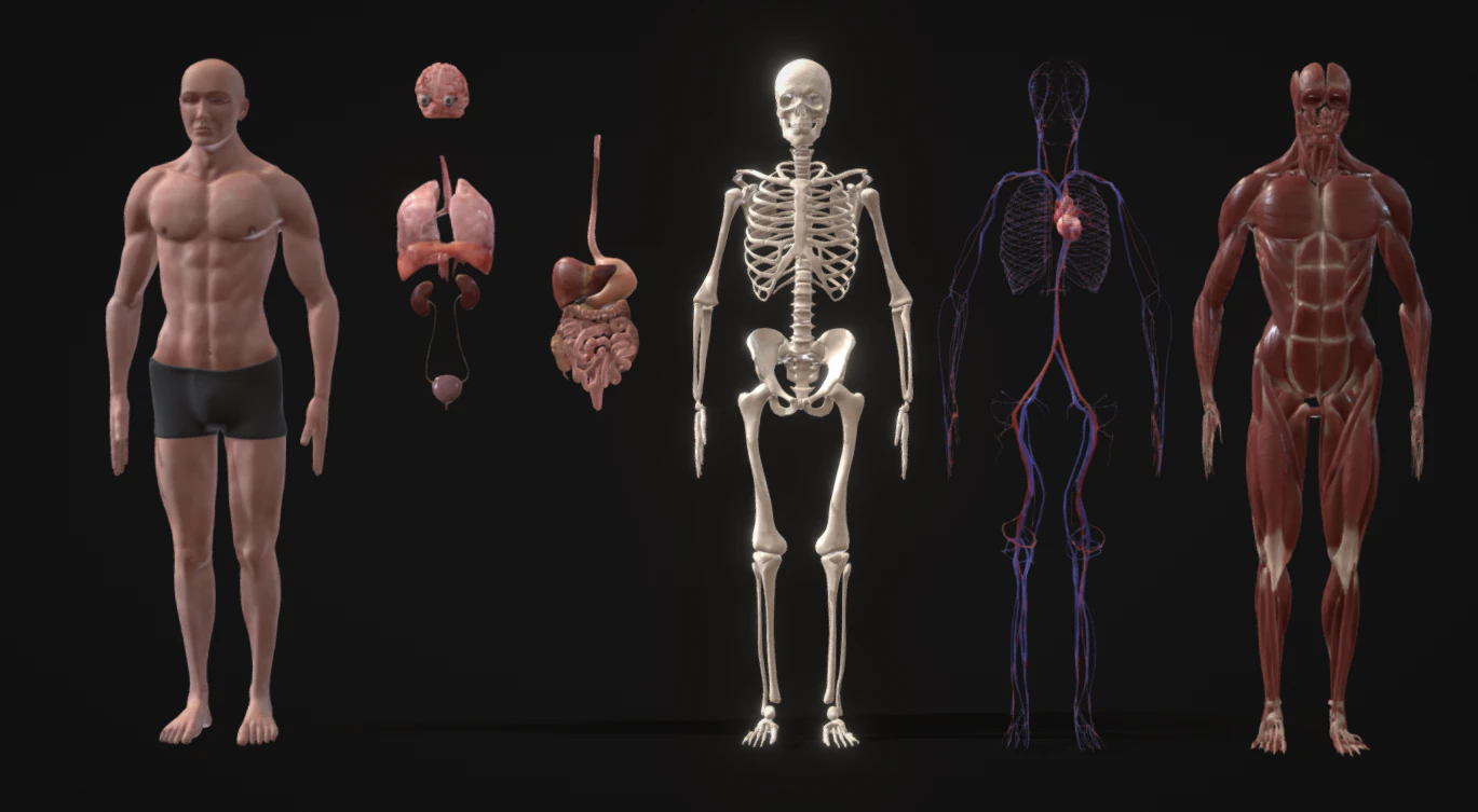 Animated Full Human Body Anatomy 3D Model .c4d .max .obj .3ds .fbx .stl .blend 