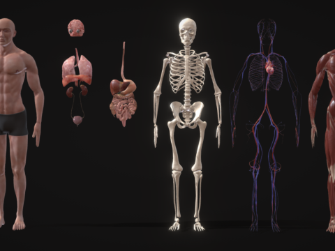 Animated Full Human Body Anatomy 3D Modell