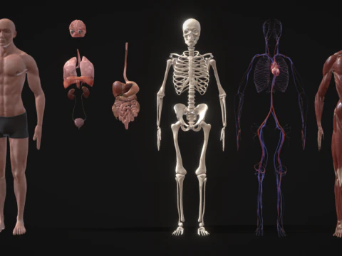 动画完整人体解剖学 3D 模型