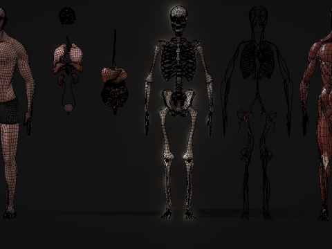 Animated Full Human Body Anatomy Modello 3D