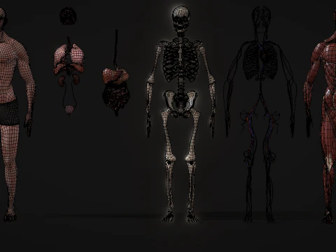 Animated Full Human Body Anatomy 3D Model