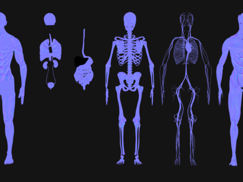 Animated Full Human Body Anatomy Modello 3D