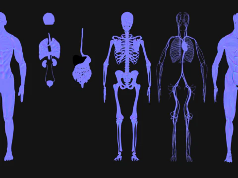 Animated Full Human Body Anatomy 3D Model