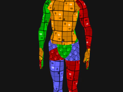 Animated Full Human Body Anatomy 3D Model