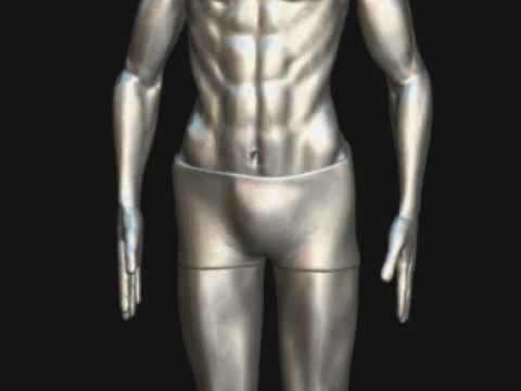 Animated Full Human Body Anatomy 3D Model