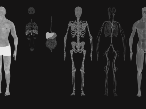 Animated Full Human Body Anatomy Modello 3D