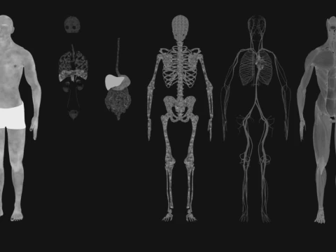 Animated Full Human Body Anatomy 3D Model