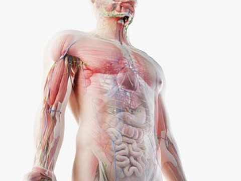 Animated Full Human Body Anatomy Modello 3D