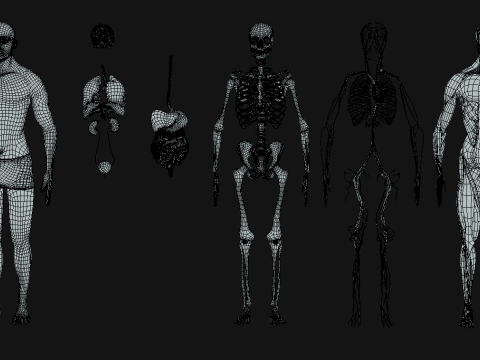 Animated Full Human Body Anatomy Modello 3D