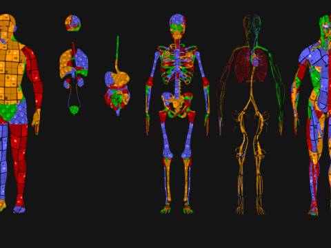 Animated Full Human Body Anatomy Modello 3D