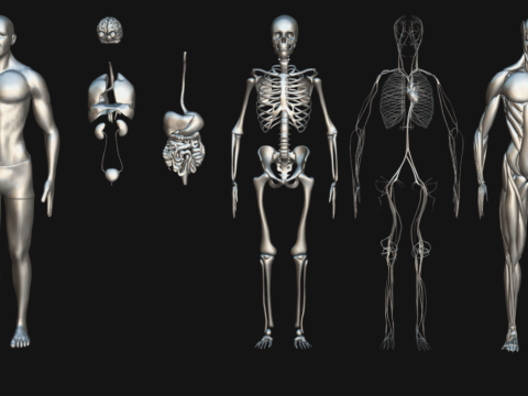 Animated Full Human Body Anatomy Modello 3D
