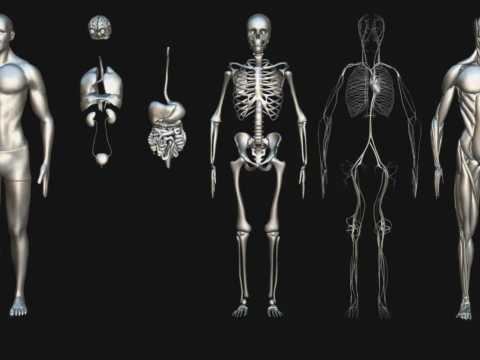Animated Full Human Body Anatomy 3D Model