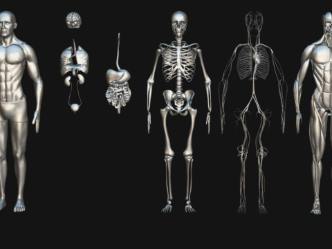Animated Full Human Body Anatomy Modello 3D