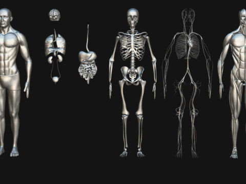 Animated Full Human Body Anatomy 3D Model