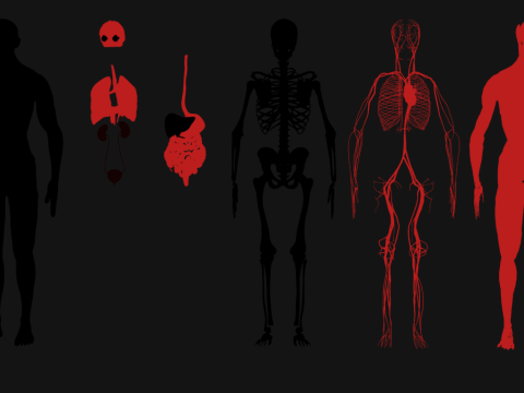 Animated Full Human Body Anatomy Modello 3D