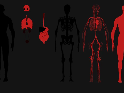 Animated Full Human Body Anatomy 3D Model