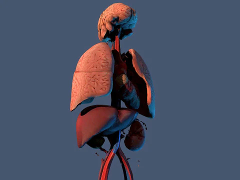 Human Respiratory Vascular Urinary Systems 3D Animated Model 3D Model