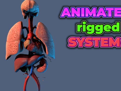 Human Respiratory Vascular Urinary Systems 3D Animated Model 3D 모델