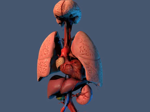 Human Respiratory Vascular Urinary Systems 3D Animated Model 3D Model