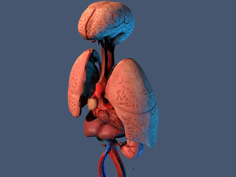 Human Respiratory Vascular Urinary Systems 3D Animated Model 3D 모델