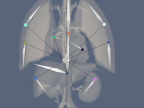 Human Respiratory Vascular Urinary Systems 3D Animated Model 3D 모델