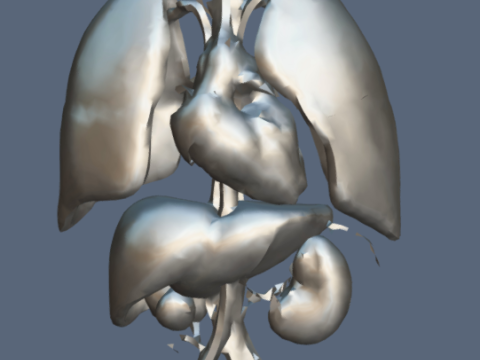 Human Respiratory Vascular Urinary Systems 3D Animated Model 3D 모델