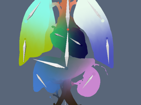 Human Respiratory Vascular Urinary Systems 3D Animated Model 3D 모델