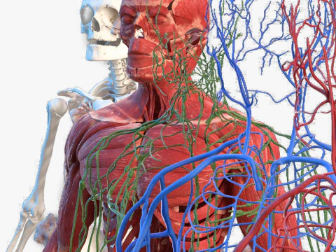 动画完整人体解剖学 3D 模型