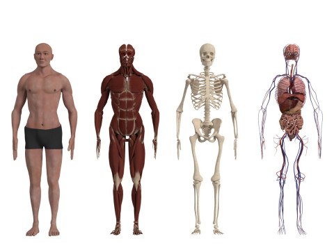 动画完整人体解剖学 3D 模型