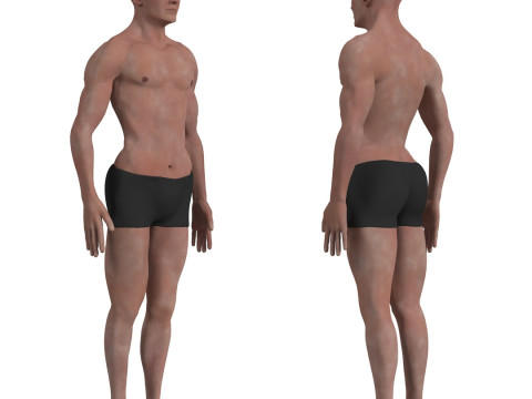 动画完整人体解剖学 3D 模型