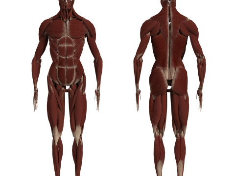 动画完整人体解剖学 3D 模型