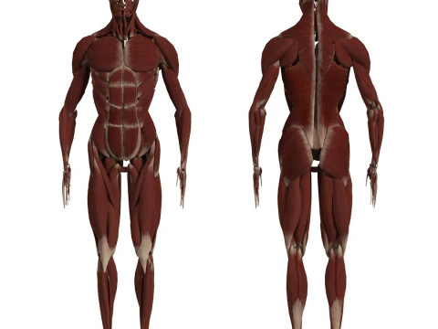 Anatomi Tubuh Manusia Lengkap Animasi Model 3D