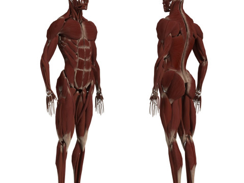 动画完整人体解剖学 3D 模型