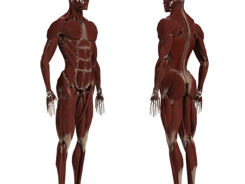 Anatomi Tubuh Manusia Lengkap Animasi Model 3D