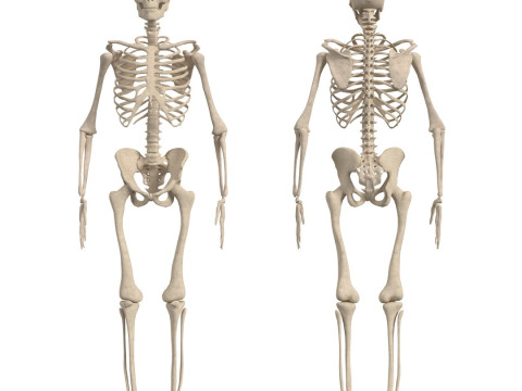 动画完整人体解剖学 3D 模型