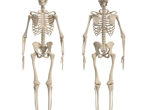 Anatomi Tubuh Manusia Lengkap Animasi Model 3D