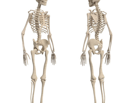 动画完整人体解剖学 3D 模型