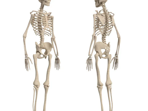 Anatomi Tubuh Manusia Lengkap Animasi Model 3D