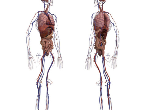 动画完整人体解剖学 3D 模型