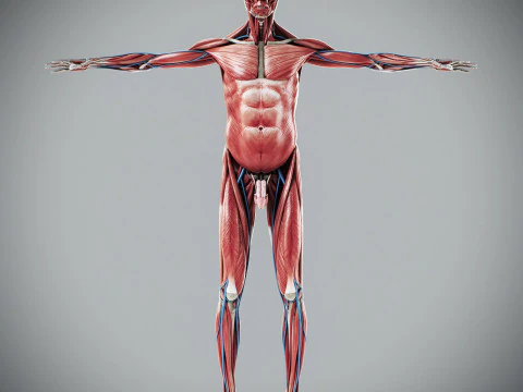 Anatomi Tubuh Manusia Lengkap Animasi Model 3D