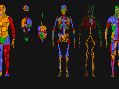 Anatomi Tubuh Manusia Lengkap Animasi Model 3D