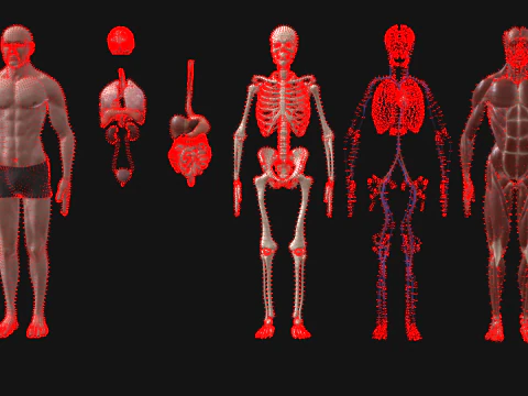 Anatomi Tubuh Manusia Lengkap Animasi Model 3D