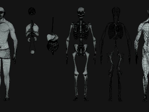 Anatomi Tubuh Manusia Lengkap Animasi Model 3D